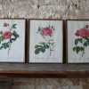Botanical prints P.J. Redouté in old frames