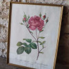 Drie oude botanische vintage prenten met rozen naar schilderijen van P.J. Redouté