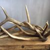 old french antlers 4 pieces