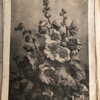 Oude Franse bloemen prenten (50 x 70 cm)