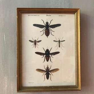 Oude gouden lijst met insecten prent