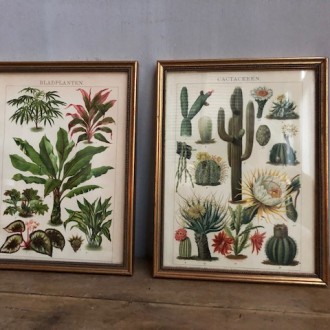 Oude gouden schilderijtjes met oude botanische prenten